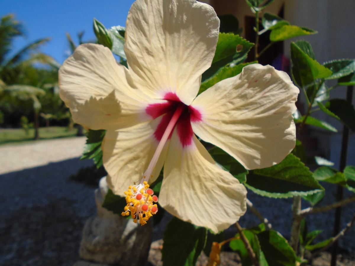 Serenity Sands Bed & Breakfast Corozal Bagian luar foto